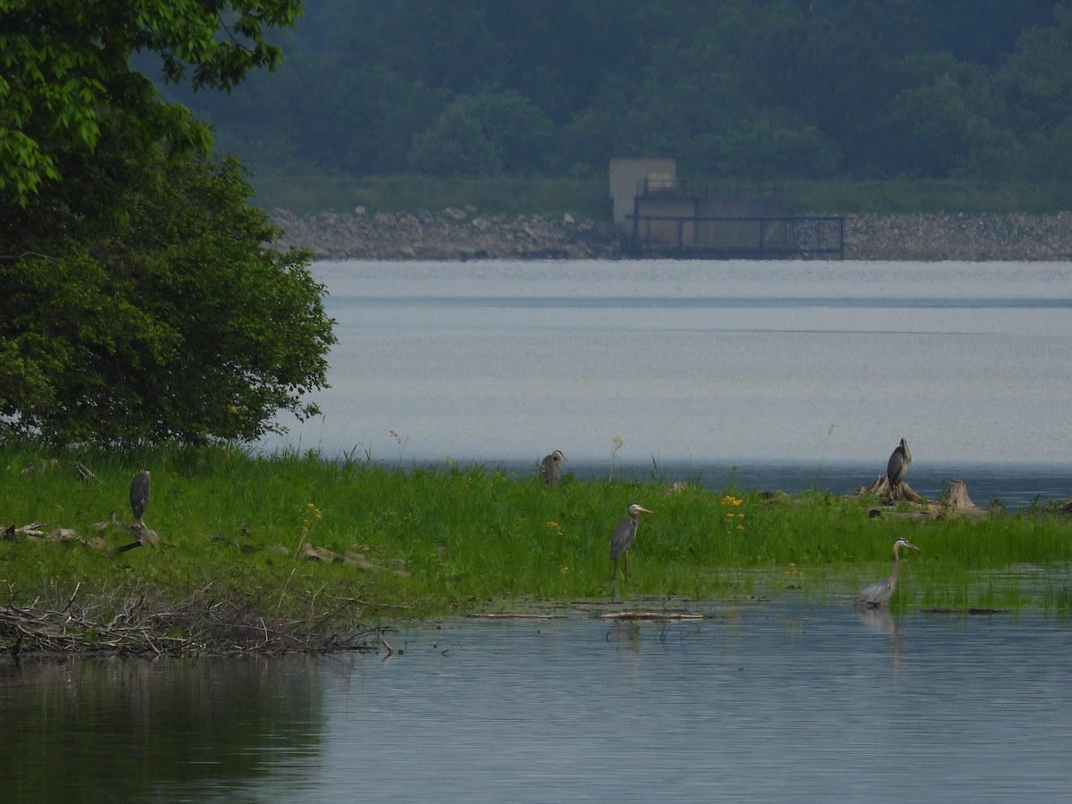 Great Blue Heron - ML637291003