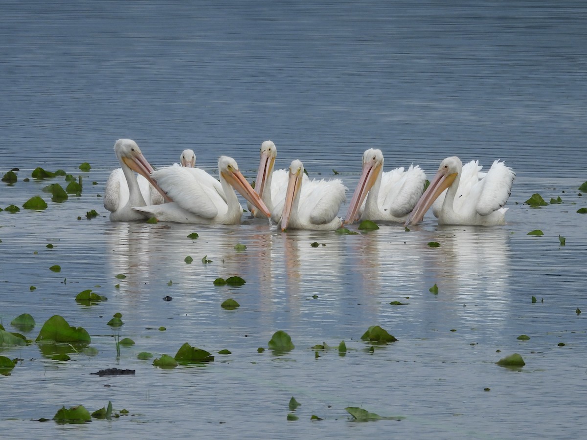 American White Pelican - ML637291040