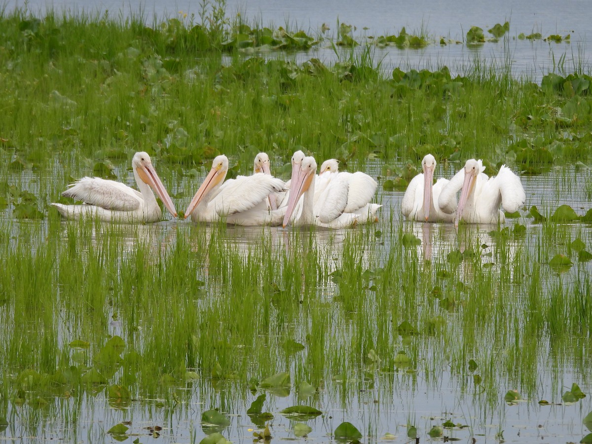 American White Pelican - ML637291057