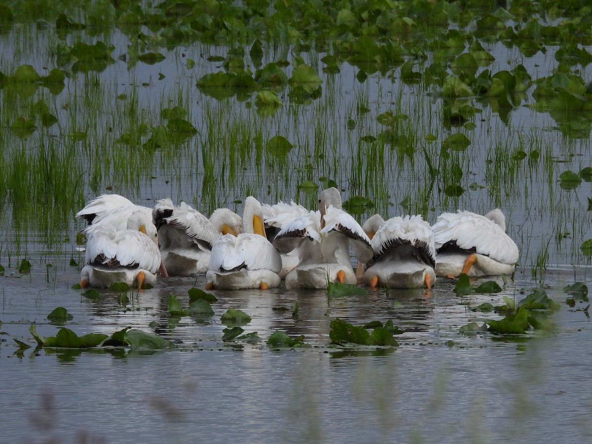 American White Pelican - ML637291154