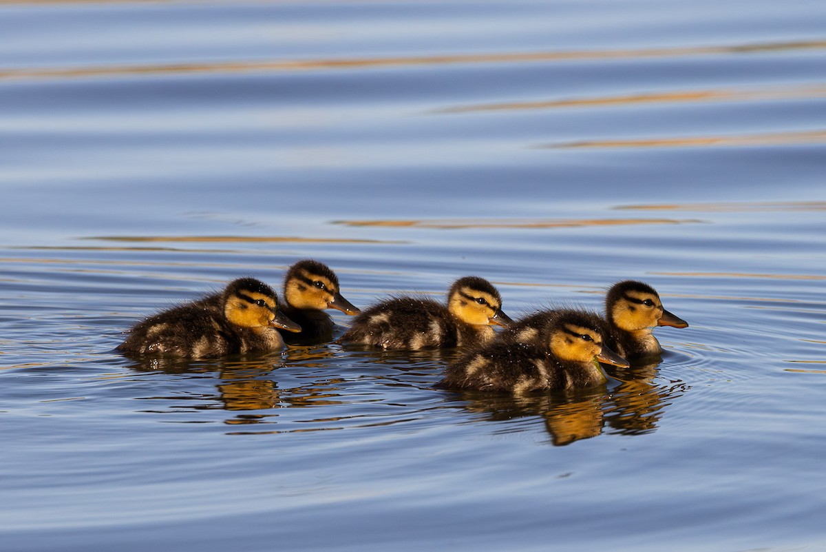 Mallard - ML637291199