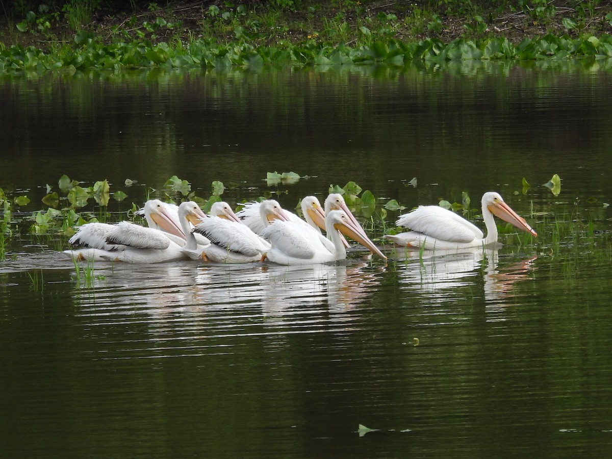American White Pelican - ML637291204