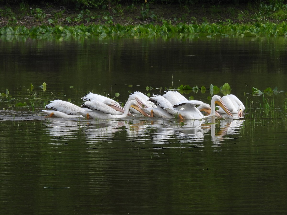 American White Pelican - ML637291240