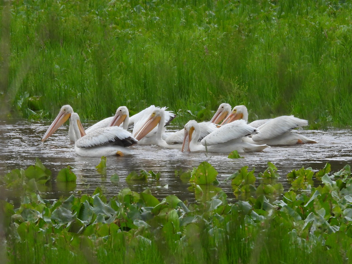 American White Pelican - ML637291275