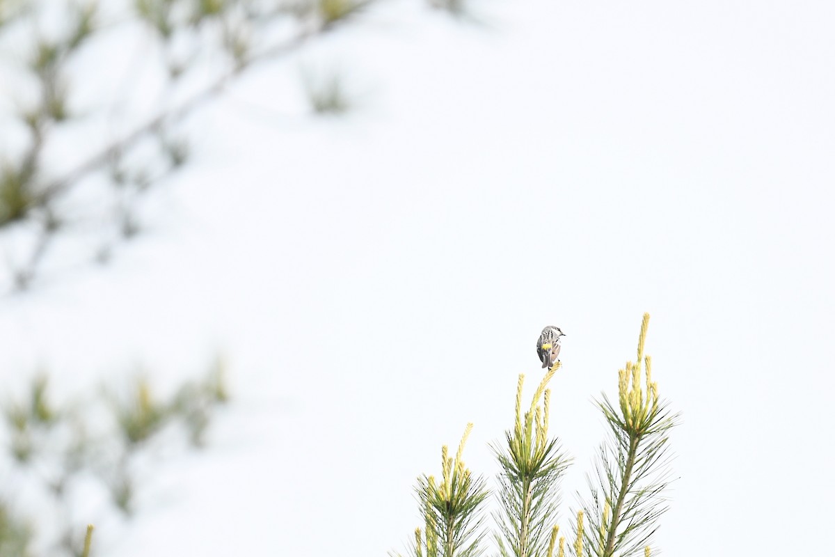 キヅタアメリカムシクイ（coronata） - ML637291328