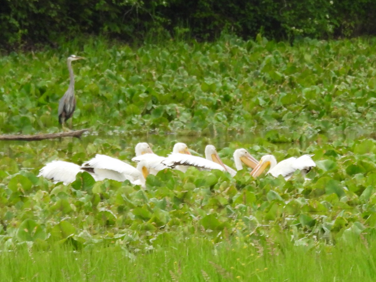 American White Pelican - ML637291329