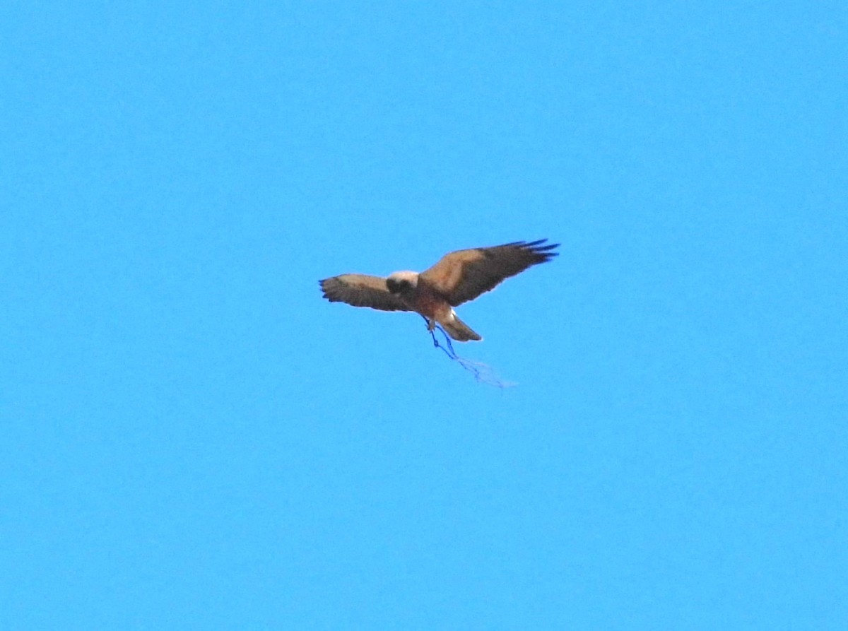 Swainson's Hawk - ML637291460