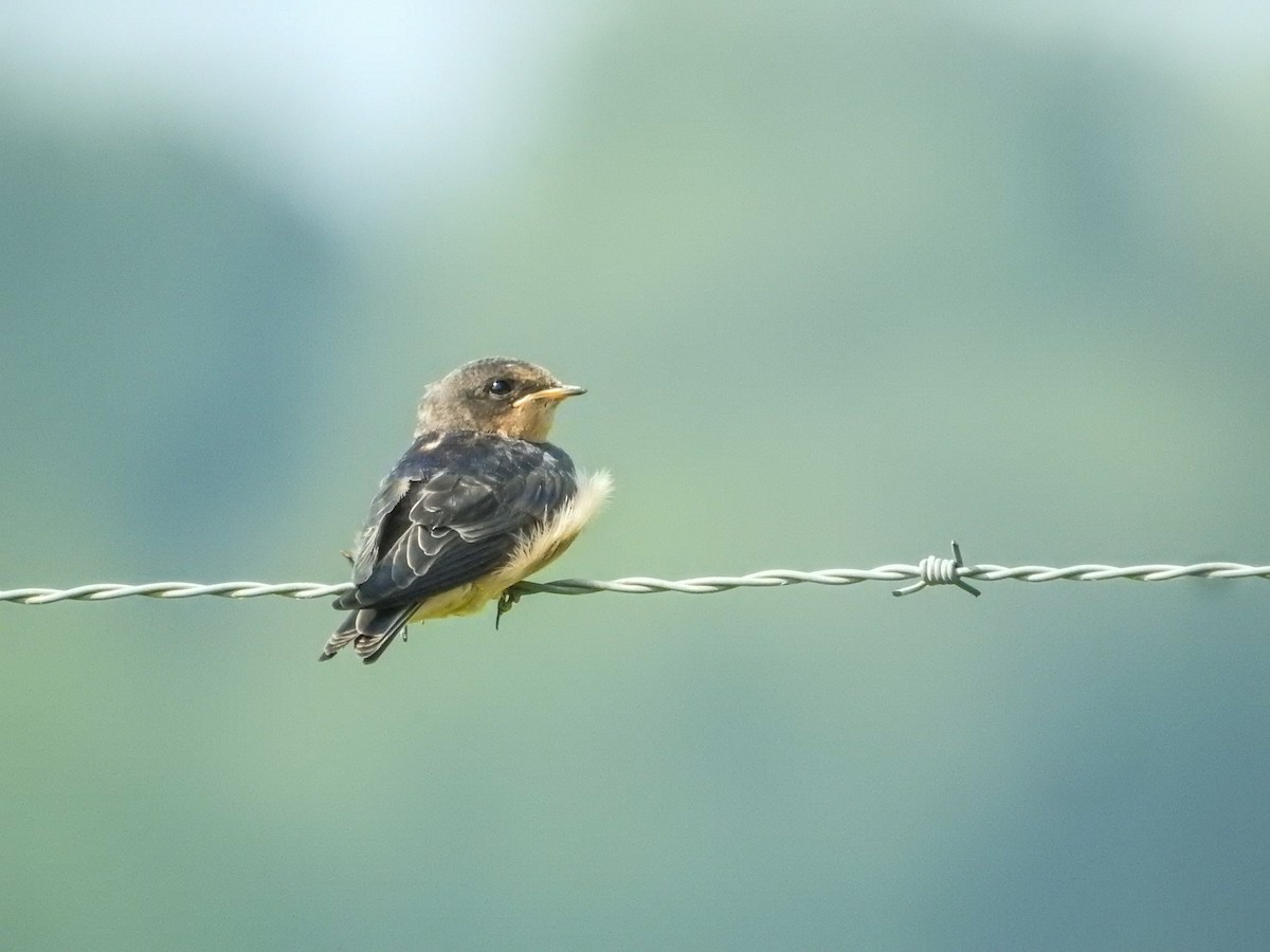 Barn Swallow - ML637291562