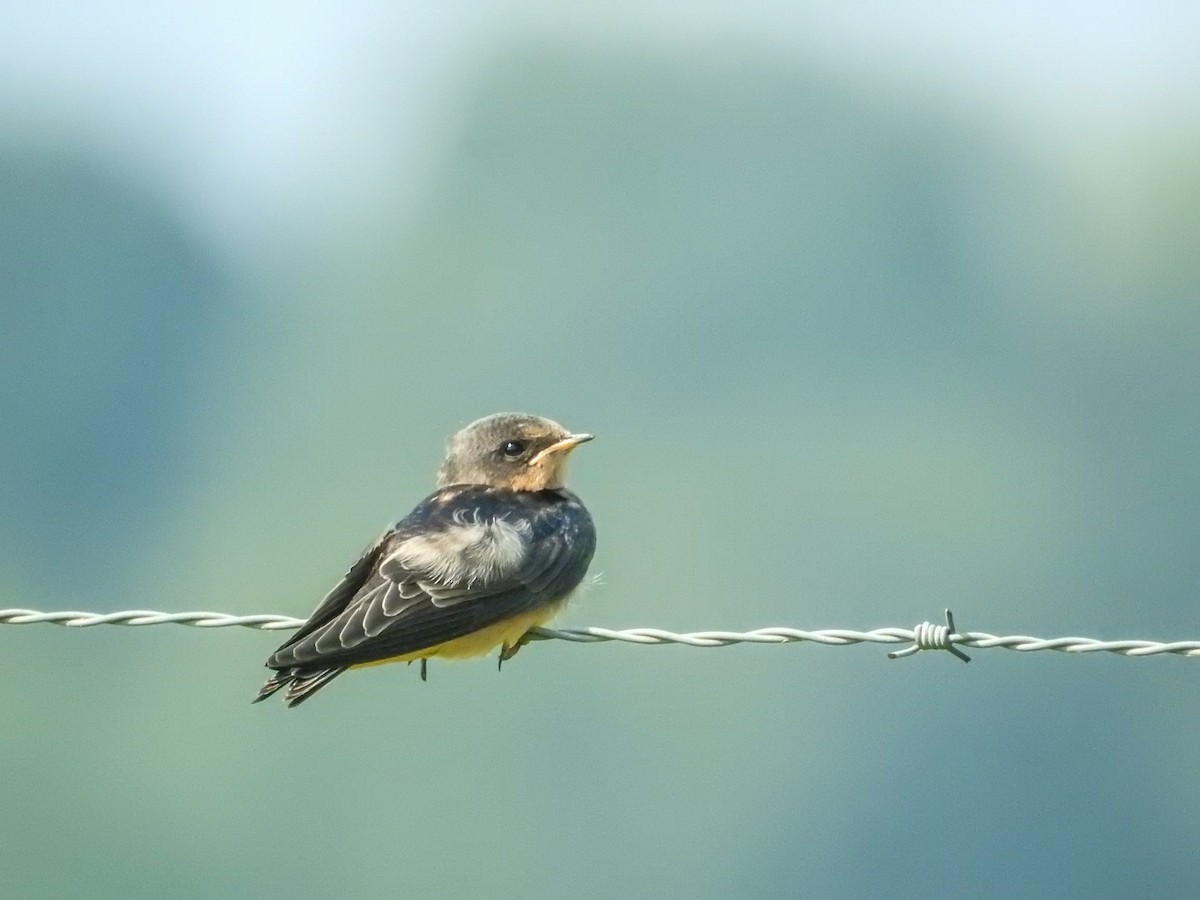 Barn Swallow - ML637291575