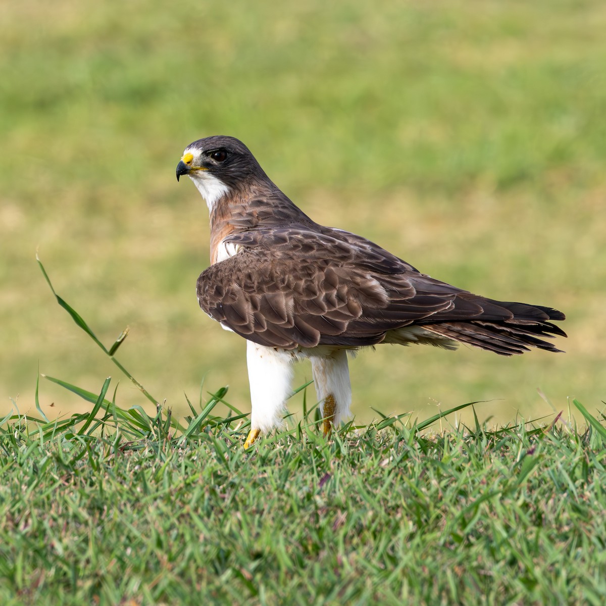Swainson's Hawk - ML637291601