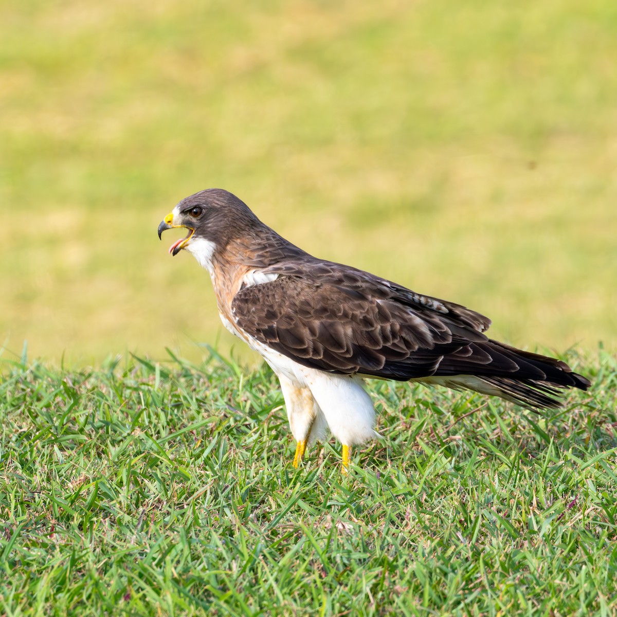 Swainson's Hawk - ML637291602