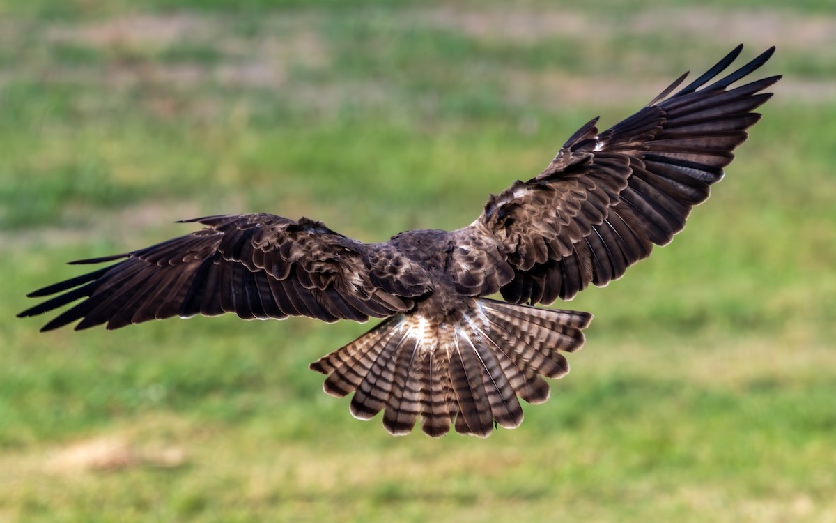 Swainson's Hawk - ML637291603