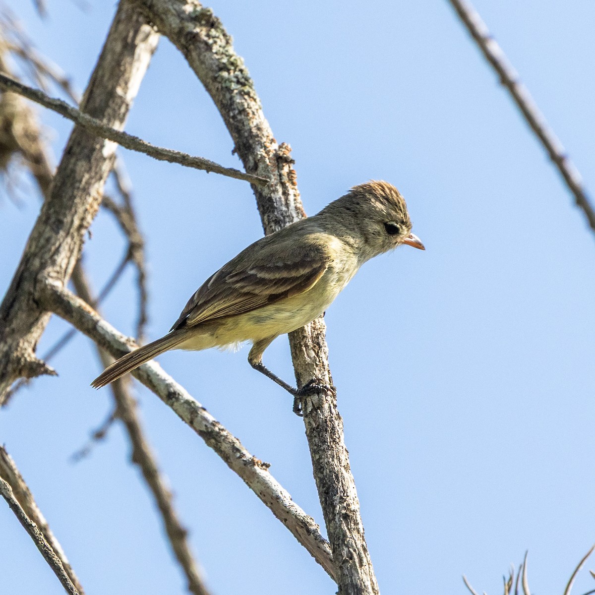 Northern Beardless-Tyrannulet - ML637291616