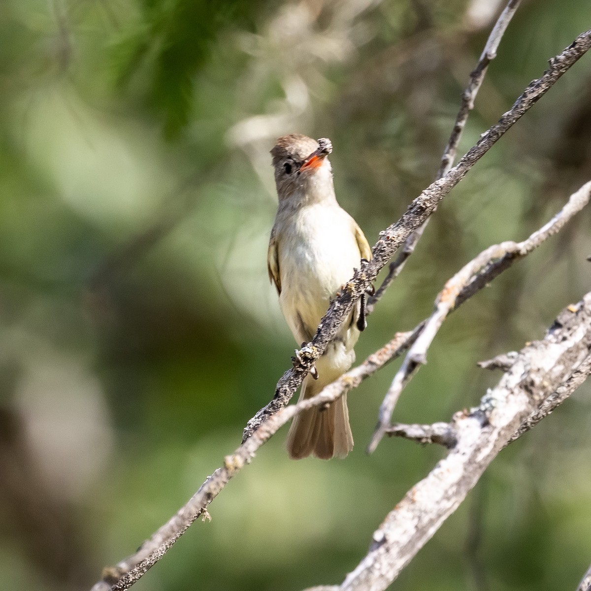 Northern Beardless-Tyrannulet - ML637291618