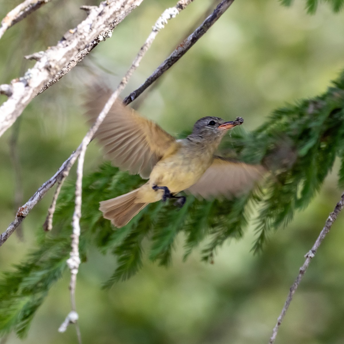 Northern Beardless-Tyrannulet - ML637291619