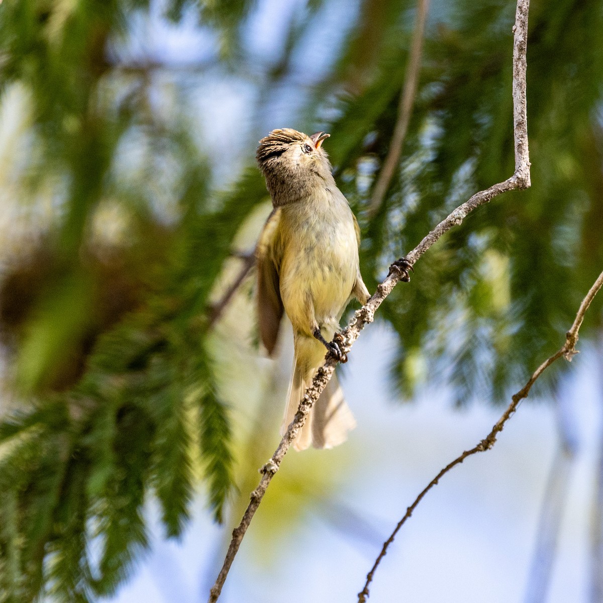 Northern Beardless-Tyrannulet - ML637291620
