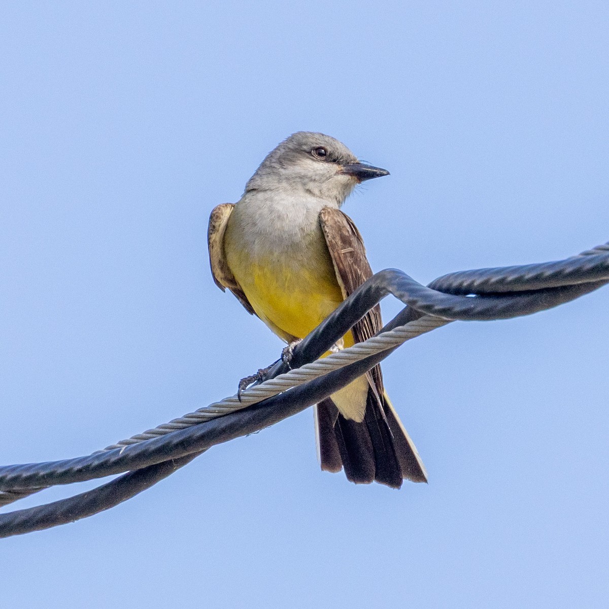 Western Kingbird - ML637291643