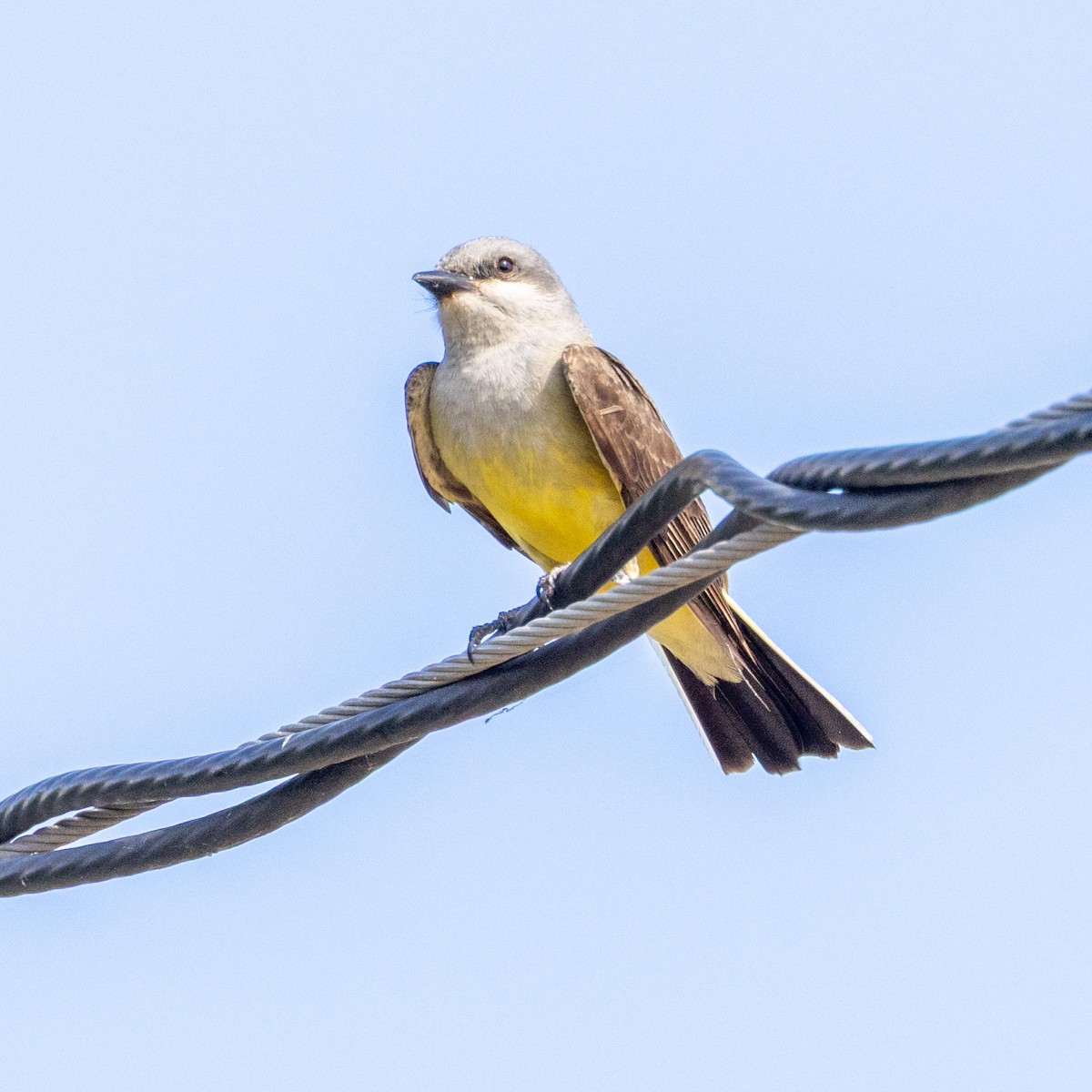 Western Kingbird - ML637291645