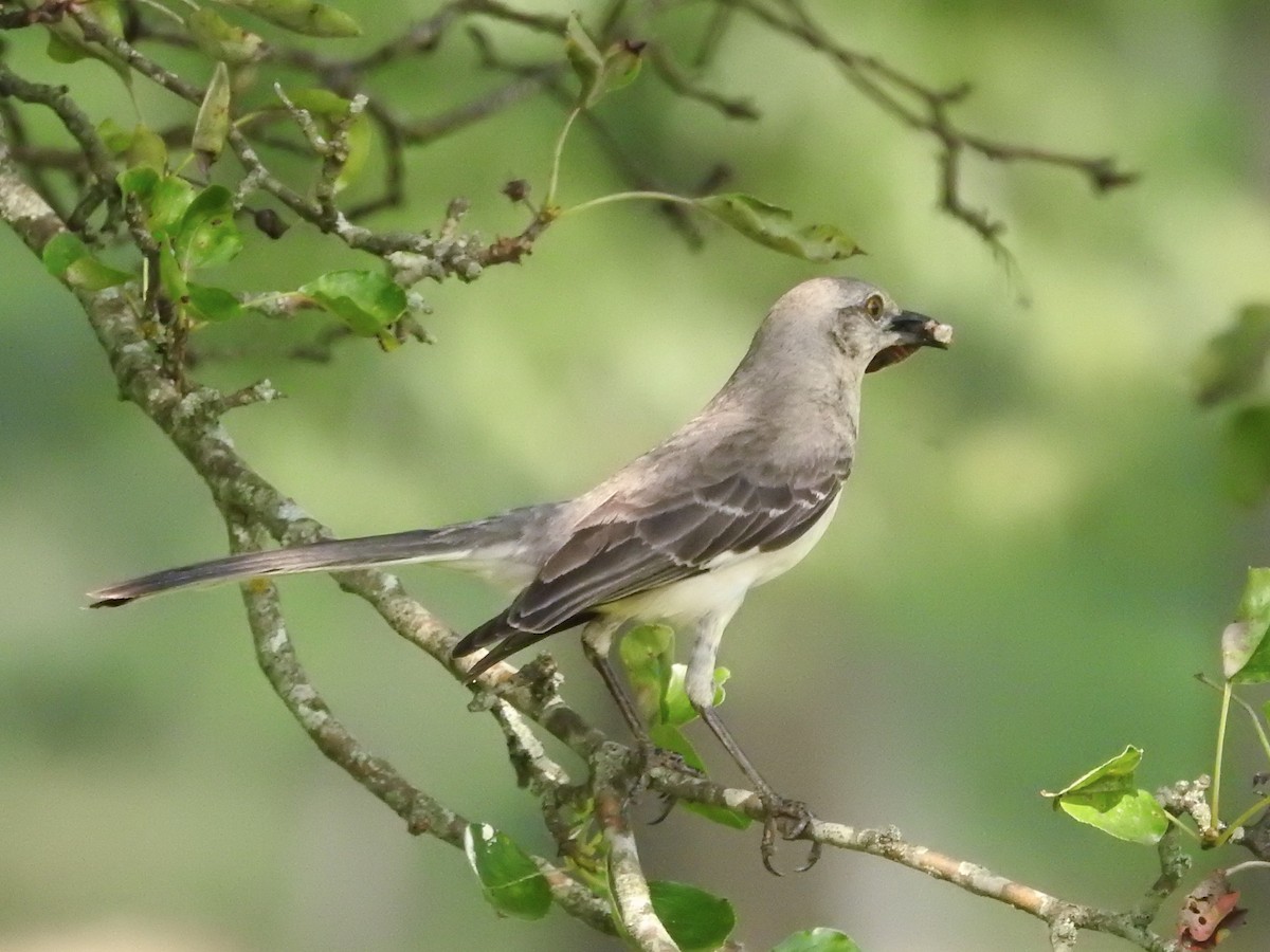 Northern Mockingbird - ML637291651