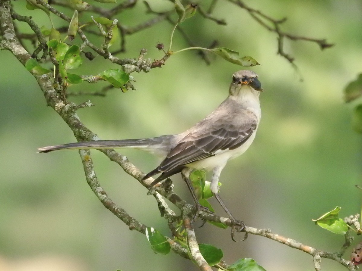 Northern Mockingbird - ML637291659