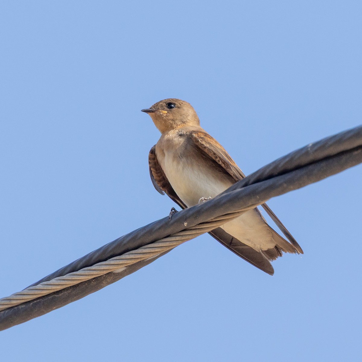 Northern Rough-winged Swallow - ML637291660