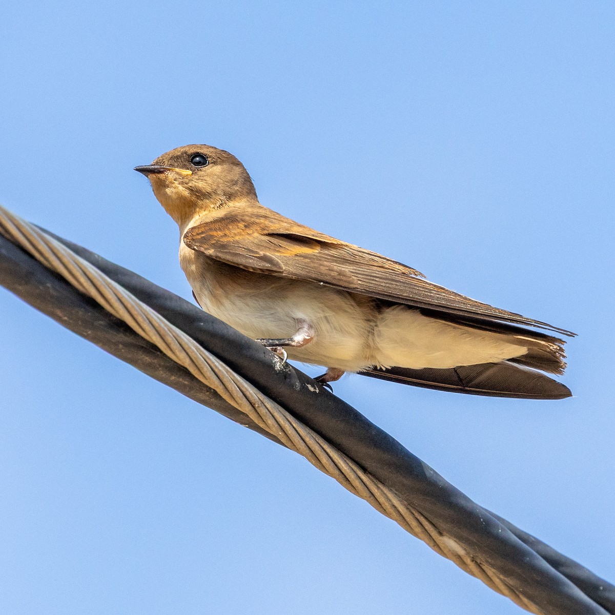 Northern Rough-winged Swallow - ML637291661