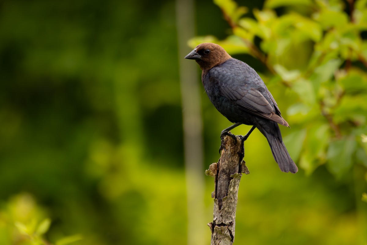 Brown-headed Cowbird - ML637291676