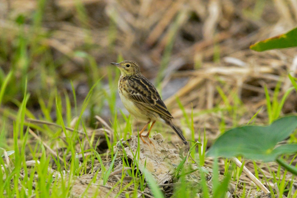 Yellowish Pipit - ML637291713