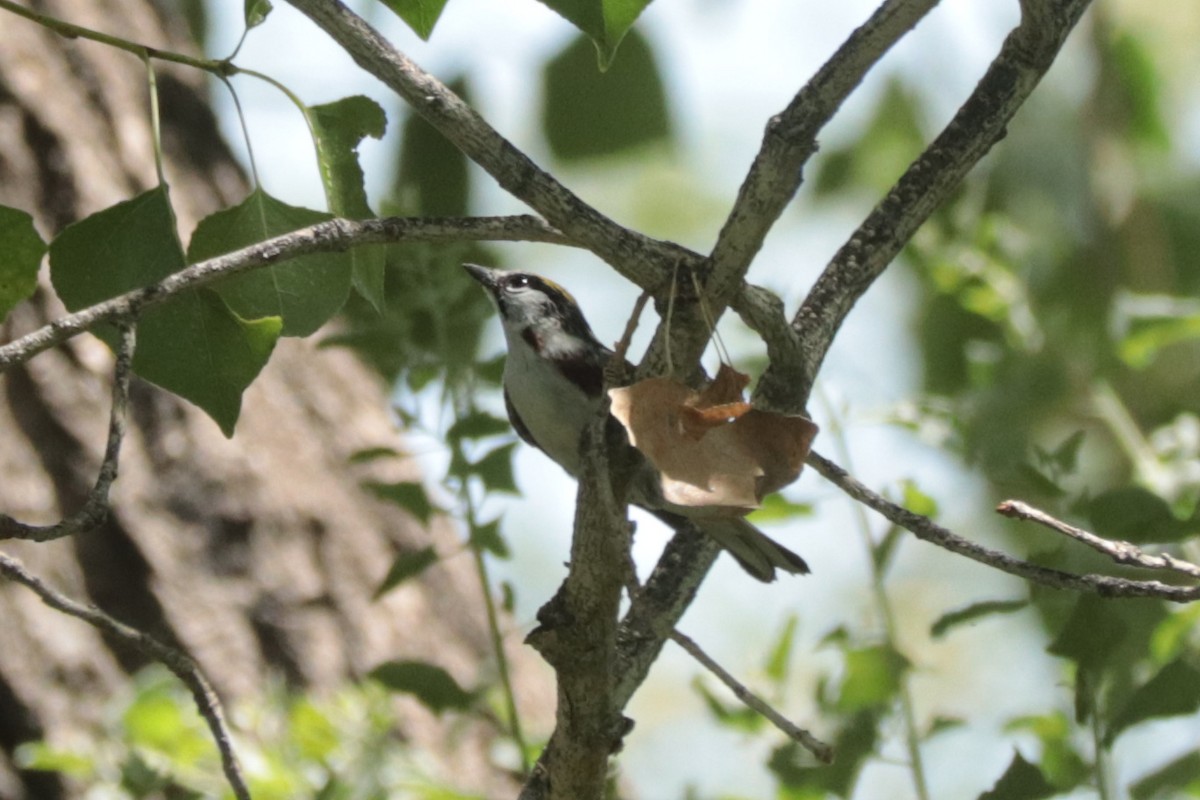 סבכון צהוב-כיפה - ML637291725