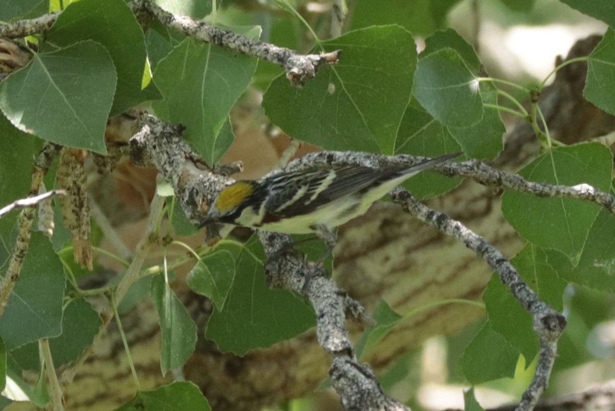 סבכון צהוב-כיפה - ML637291727