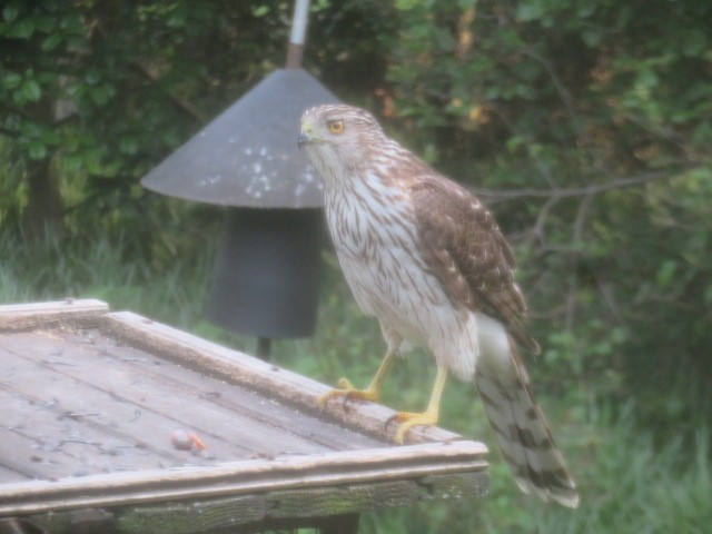 Cooper's Hawk - ML637291731