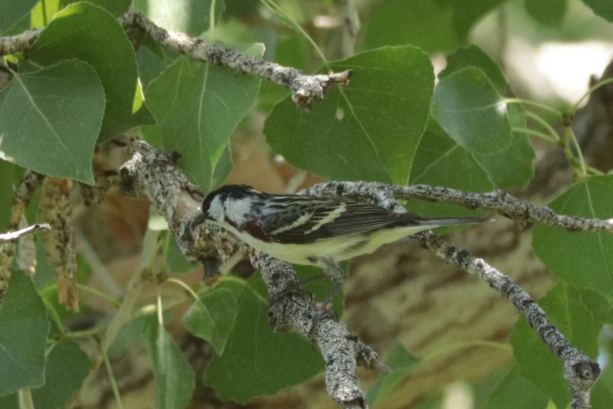 סבכון צהוב-כיפה - ML637291732
