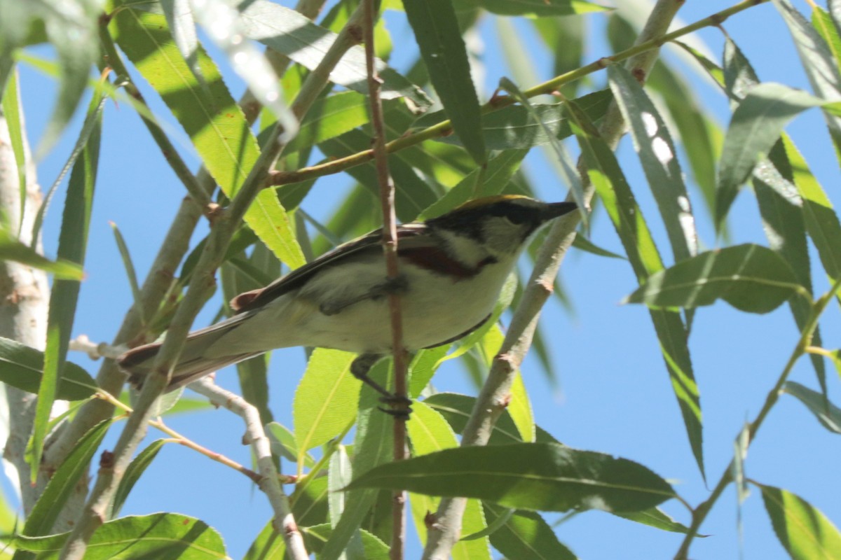 סבכון צהוב-כיפה - ML637291736
