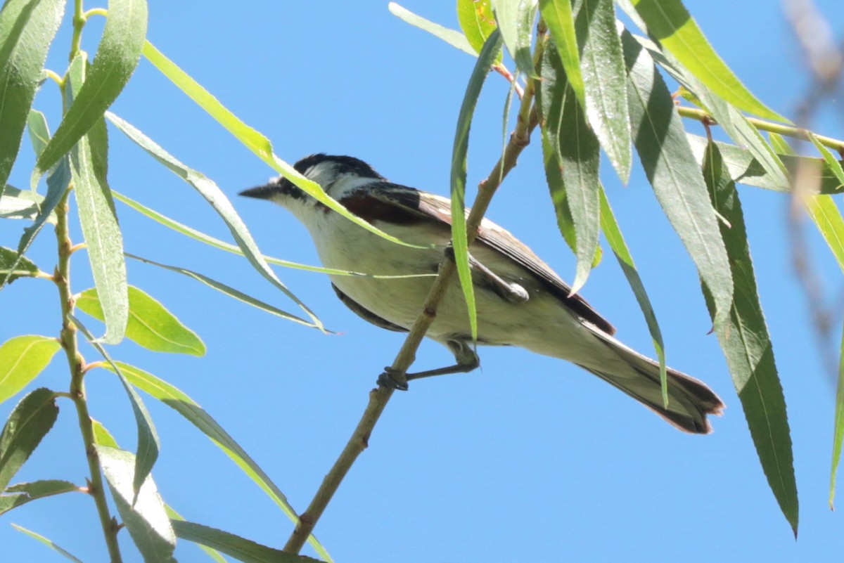 סבכון צהוב-כיפה - ML637291738