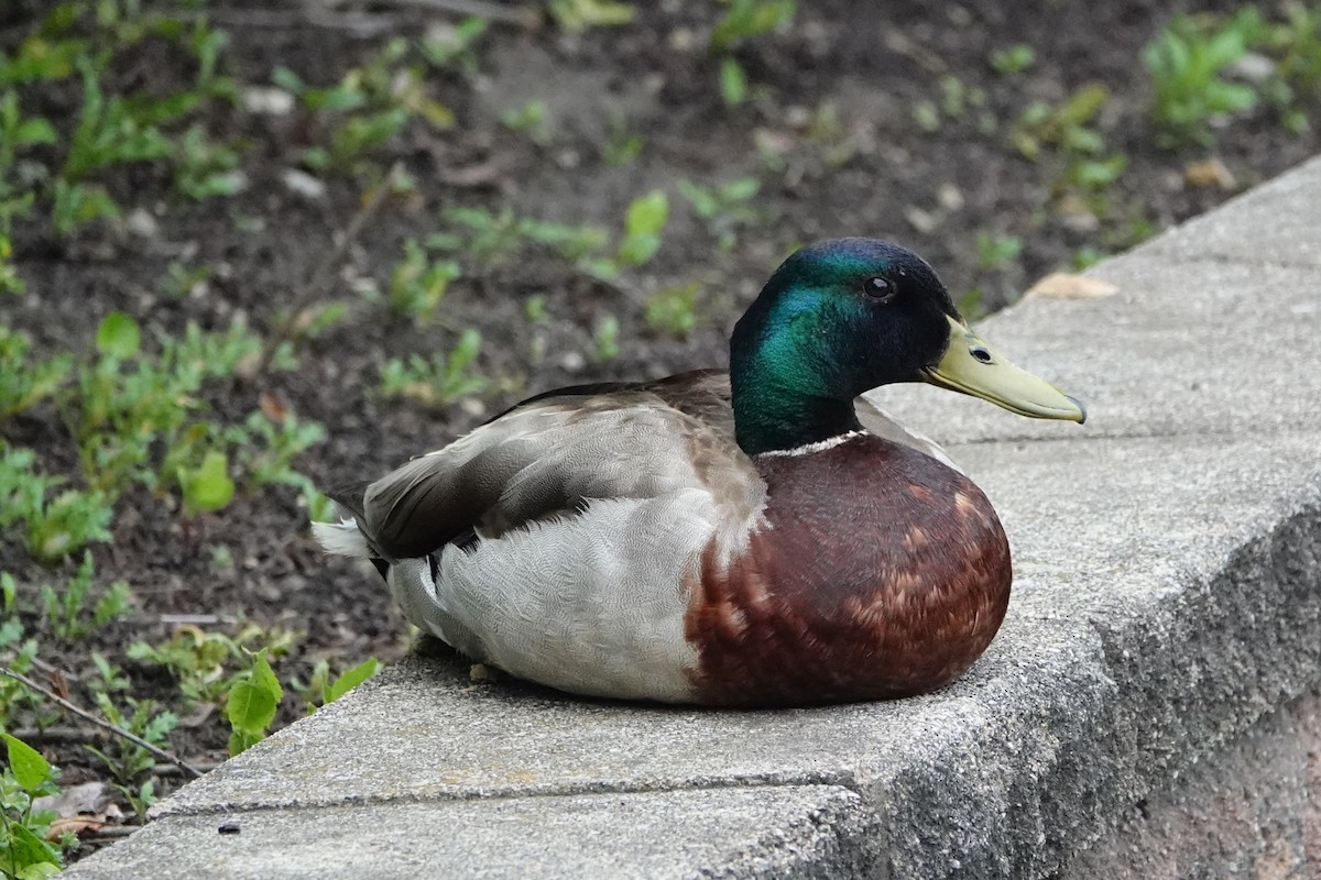 Mallard - ML637291779