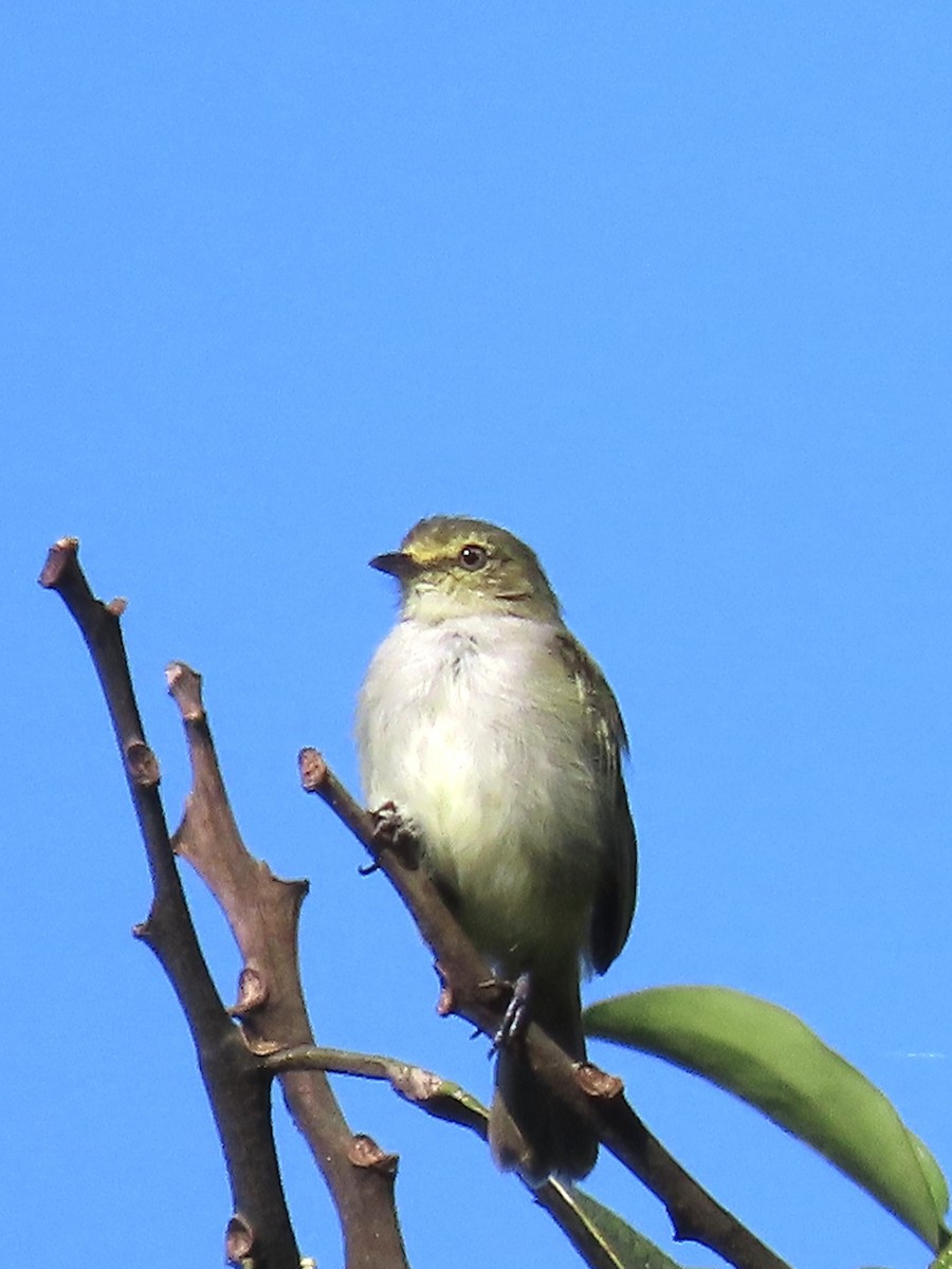 Choco Tyrannulet - ML637291783