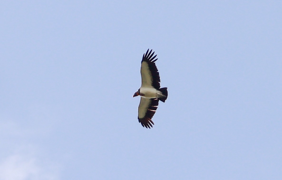 King Vulture - ML637291786