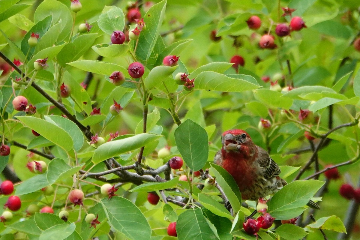 House Finch - ML637291799