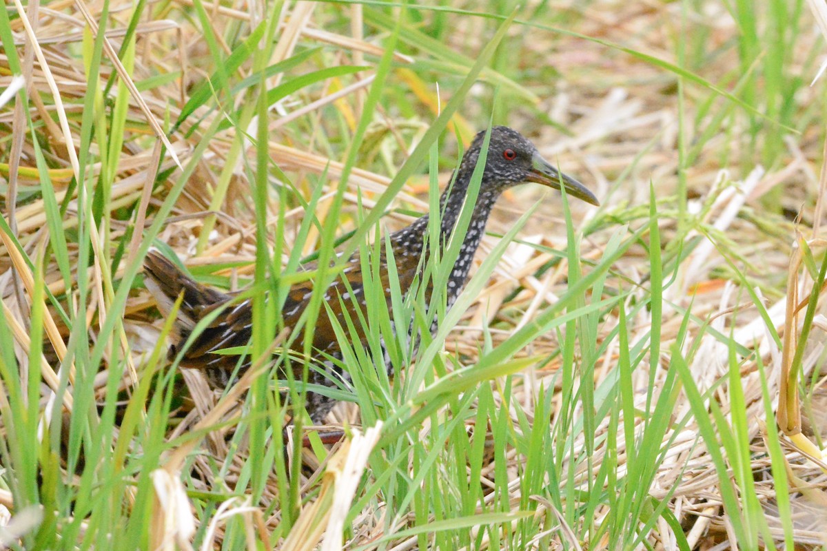 Spotted Rail - ML637291846