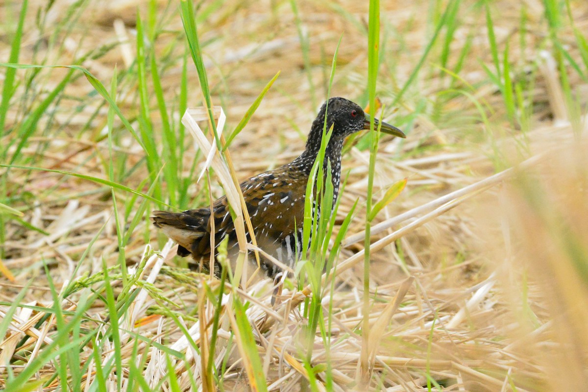 Spotted Rail - ML637291857