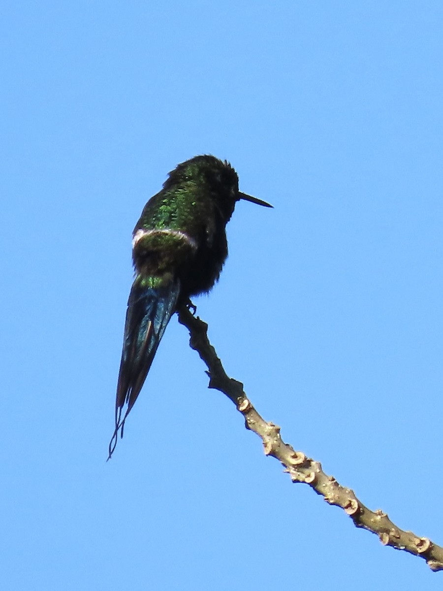 Green Thorntail - ML637291873