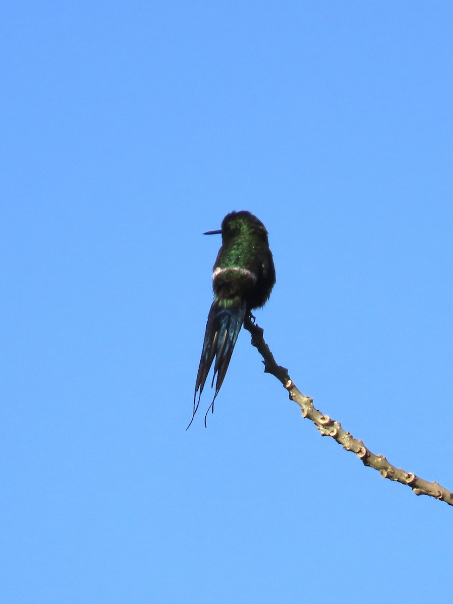 Green Thorntail - ML637291874