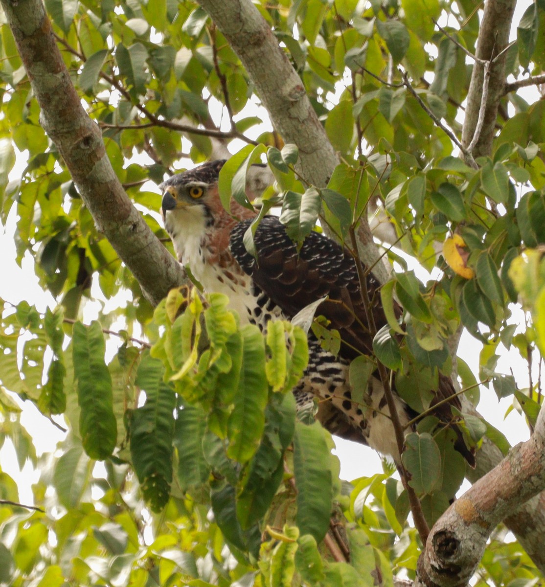 Ornate Hawk-Eagle - ML637291900