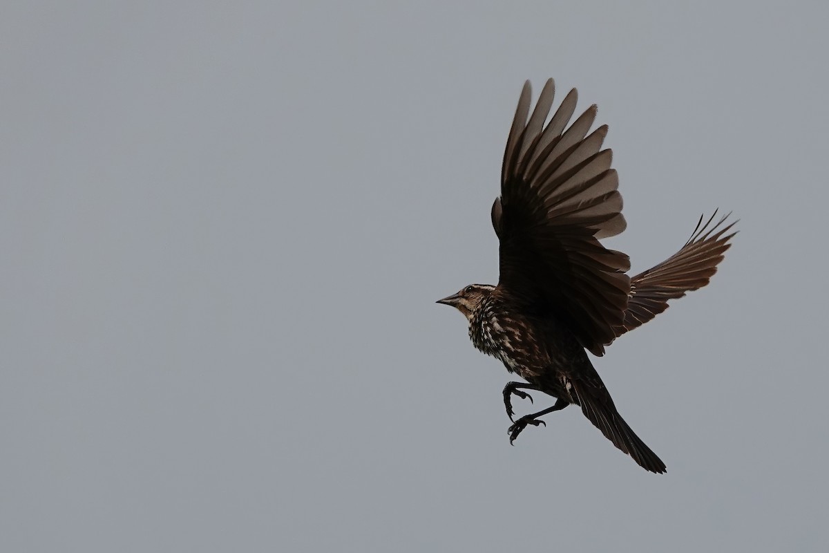 Red-winged Blackbird - ML637291910