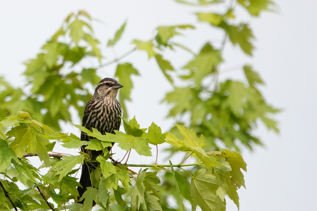 Red-winged Blackbird - ML637291913