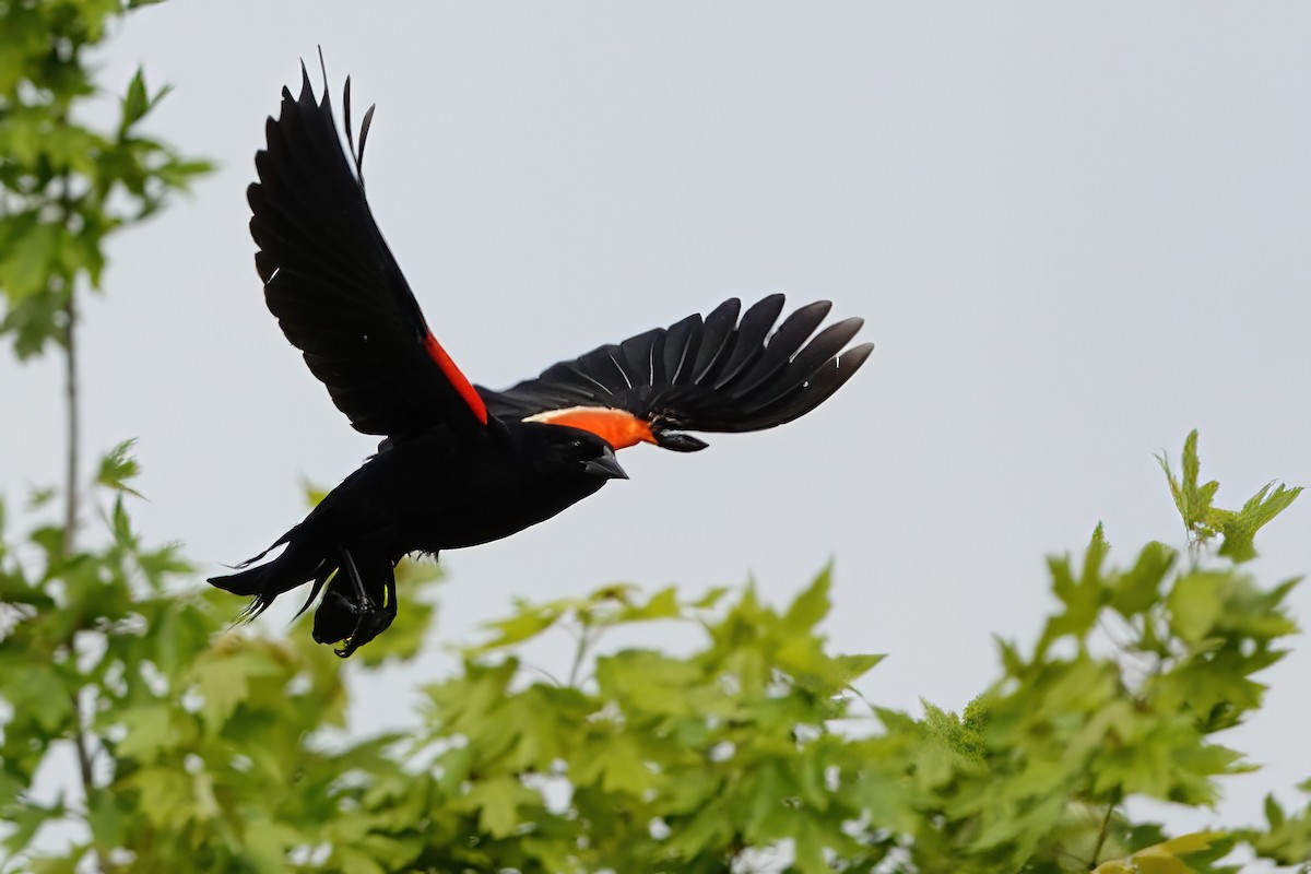 Red-winged Blackbird - ML637291914