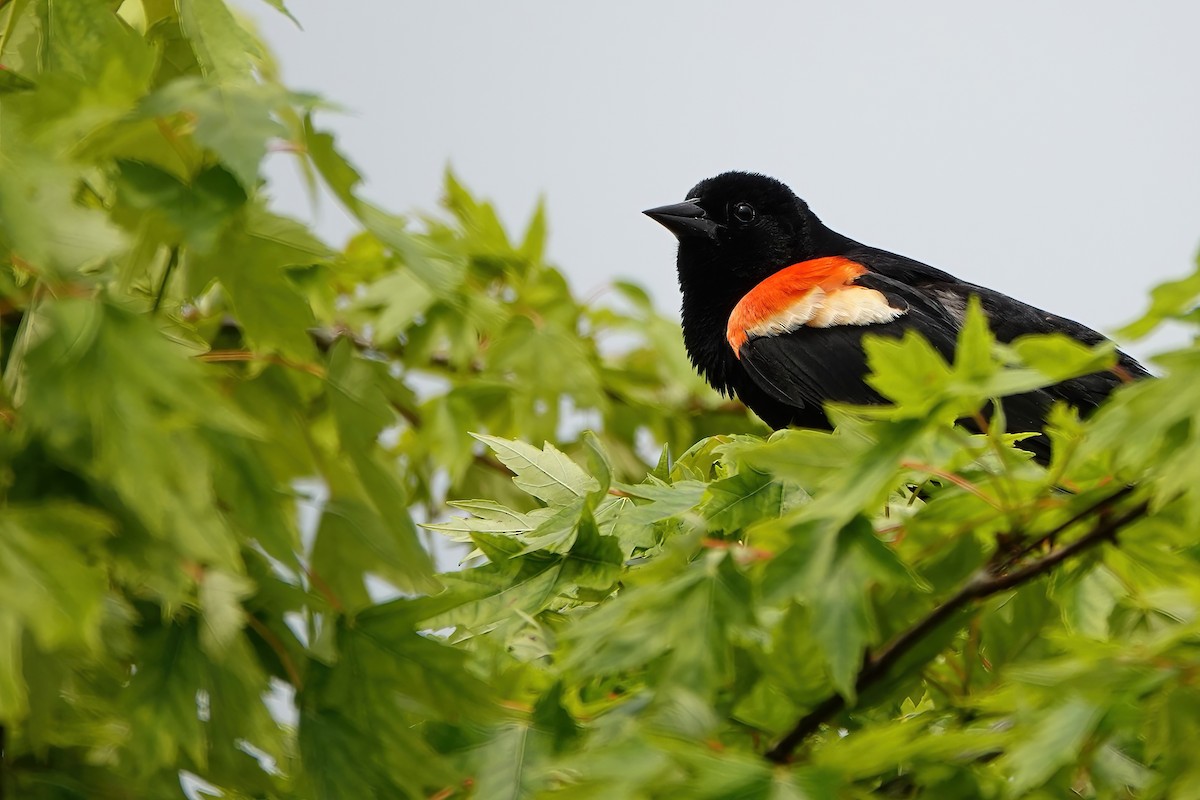 Red-winged Blackbird - ML637291916