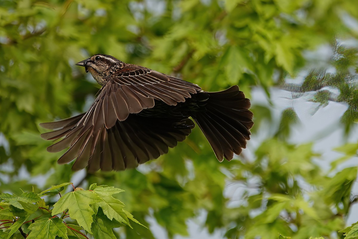 Red-winged Blackbird - ML637291918