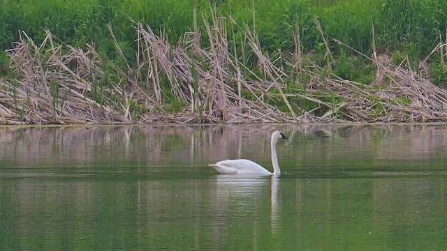 Trumpeter Swan - ML637291952