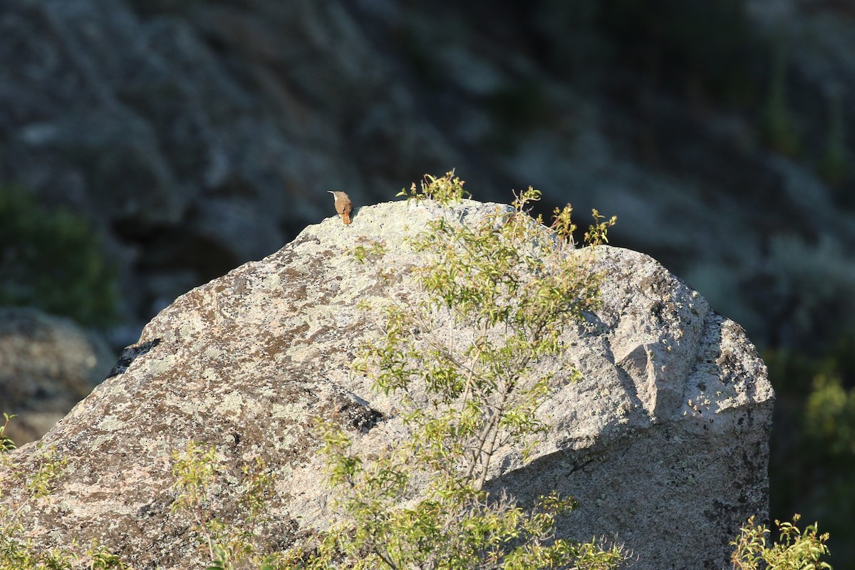 Canyon Wren - ML637291956